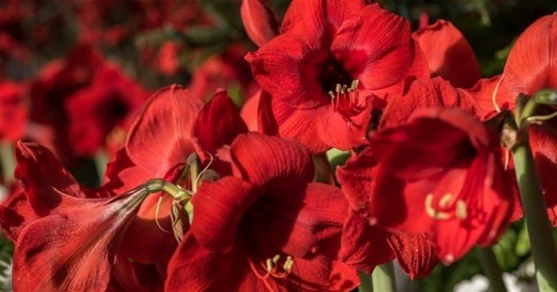 Hoa loa kèn đỏ có ý nghĩa gì? Cách trồng hoa loa kèn đỏ nở đúng Tết