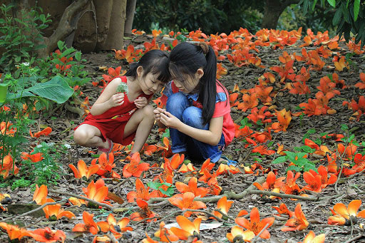 Những câu nói hay về hoa gạo tháng Ba Những câu nói hay về hoa gạo tháng Ba