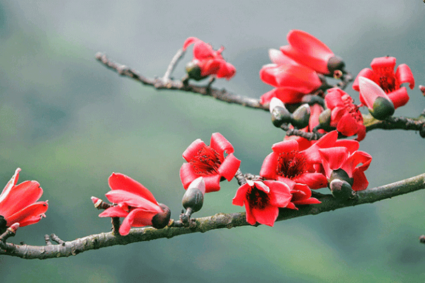 Những hình ảnh hoa gạo tháng 3 đẹp nhất