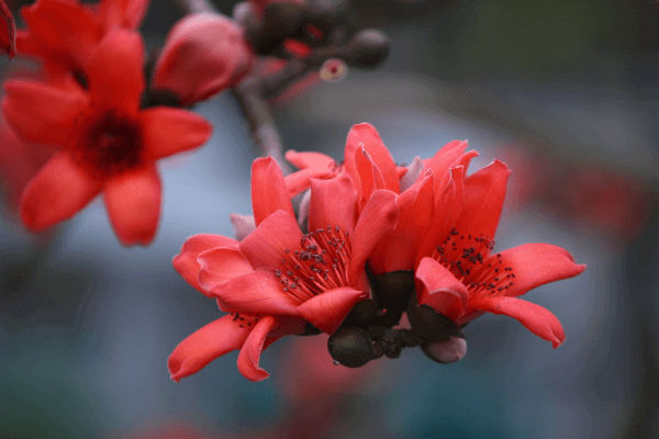 Hình ảnh hoa gạo đỏ