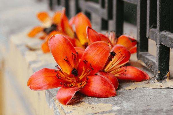 Tháng 3 hoa gạo nở, lòng chợt ngẩn ngơ