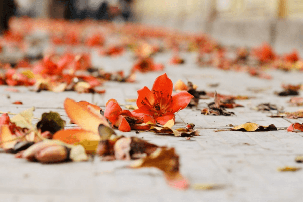 Ảnh hoa gạo tháng 3