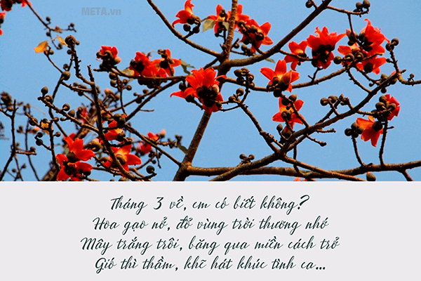 Ảnh hoa gạo tháng 3 với trích dẫn ý nghĩa