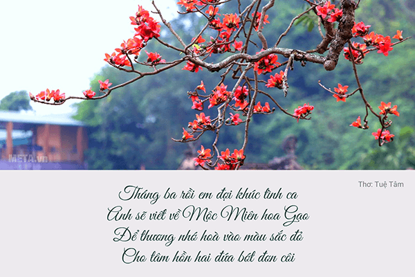 Ảnh hoa gạo tháng 3 với trích dẫn ý nghĩa