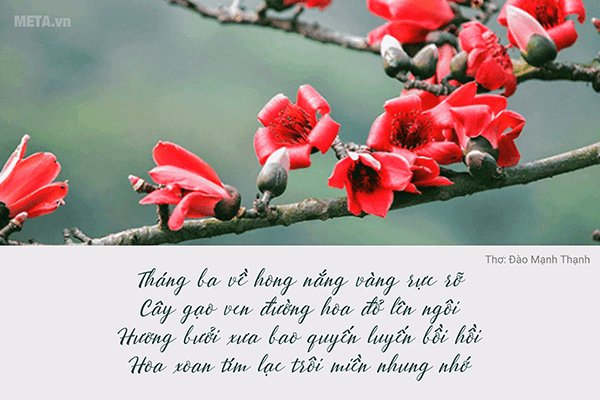 Hình ảnh hoa gạo tháng 3 kèm trích dẫn