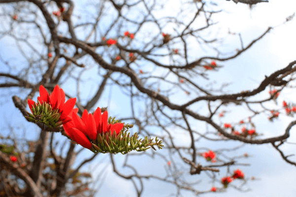 Những hình ảnh hoa gạo tháng 3 đẹp nhất