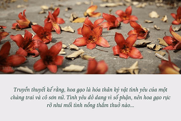 Hình ảnh hoa gạo tháng 3 kèm trích dẫn