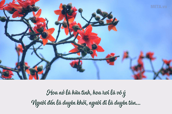 Hình ảnh hoa gạo tháng 3 kèm trích dẫn