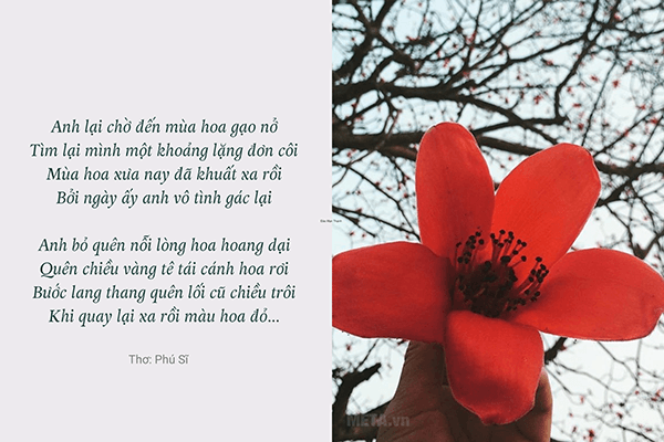 Hình ảnh cây hoa gạo tháng 3 