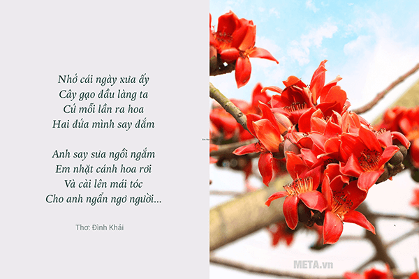 Hình ảnh hoa gạo tháng Ba