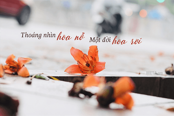 Hình ảnh hoa gạo tháng Ba