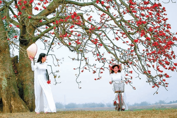 Hình ảnh hoa gạo