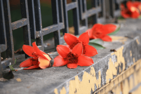 Hình ảnh hoa gạo tháng Ba