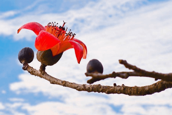 Hình ảnh hoa gạo tháng Ba