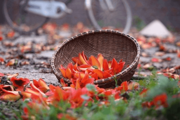 Ảnh hoa gạo đẹp