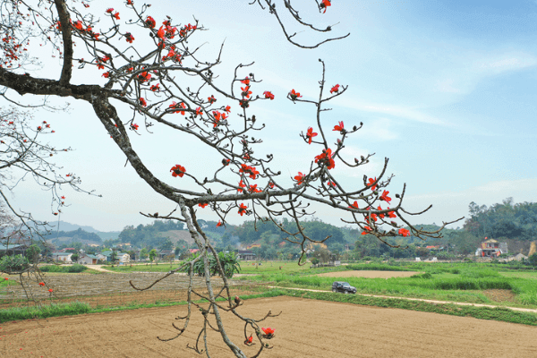 Hình ảnh cây hoa gạo