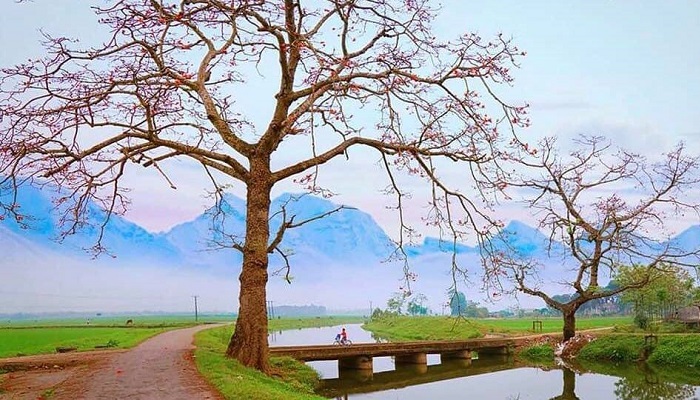 Hình ảnh hoa mộc miên đẹp nhất Hình ảnh hoa mộc miên đẹp nhất