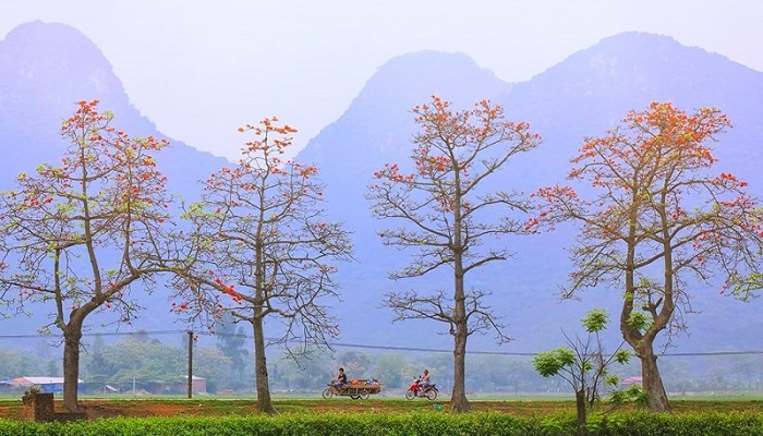 Hình ảnh hoa mộc miên đẹp nhất Hình ảnh hoa mộc miên đẹp nhất