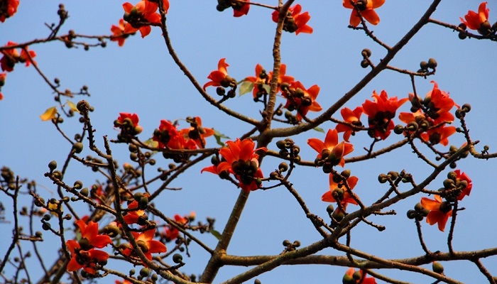 Hình ảnh hoa mộc miên đẹp nhất Hình ảnh hoa mộc miên đẹp nhất