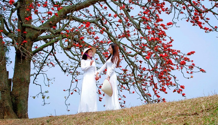 Những bài thơ, câu nói, status về hoa mộc miên hay nhất Những bài thơ, câu nói, status về hoa mộc miên hay nhất