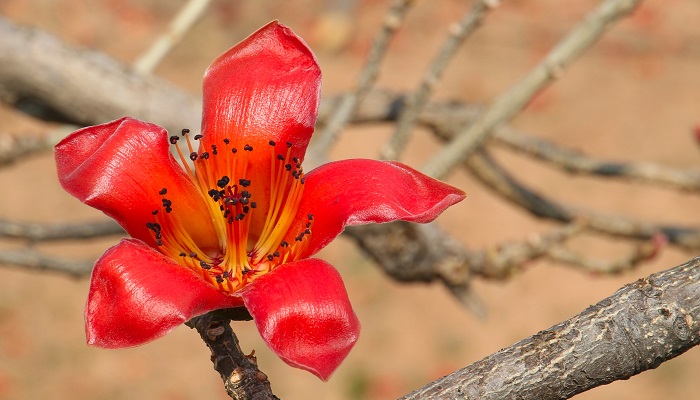 Hình ảnh hoa mộc miên đẹp nhất Hình ảnh hoa mộc miên đẹp nhất