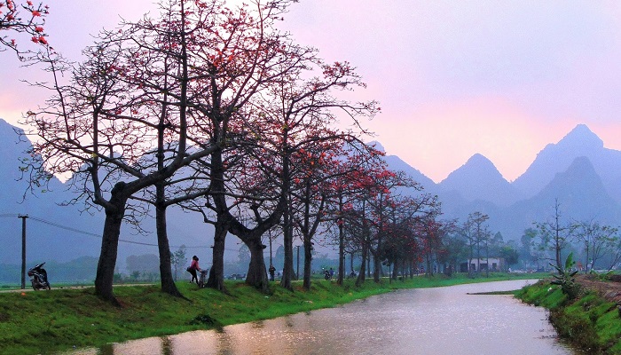 Hình ảnh hoa mộc miên đẹp nhất Hình ảnh hoa mộc miên đẹp nhất