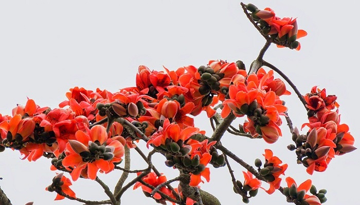 Hình ảnh hoa mộc miên đẹp nhất Hình ảnh hoa mộc miên đẹp nhất