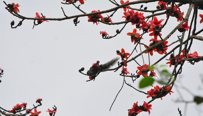 Hình ảnh hoa mộc miên đẹp nhất Hình ảnh hoa mộc miên đẹp nhất