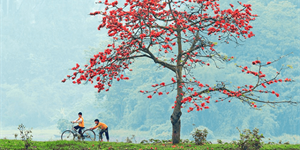 Hoa mộc miên là hoa gì? Ý nghĩa của hoa mộc miên là gì?