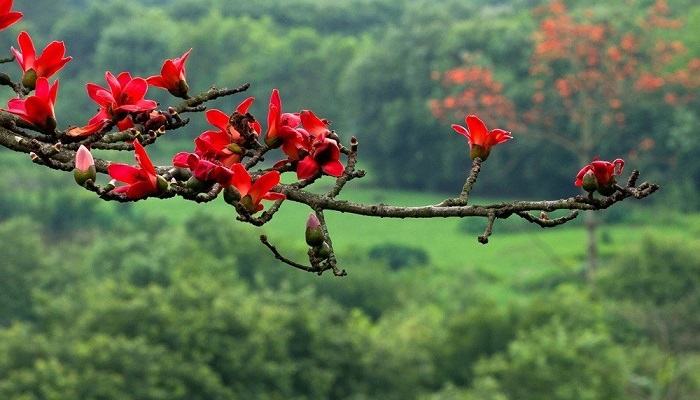 Hình ảnh hoa mộc miên đẹp nhất Hình ảnh hoa mộc miên đẹp nhất