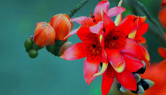 Hoa mộc miên là hoa gì?