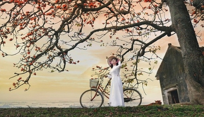 Ý nghĩa của hoa mộc miên