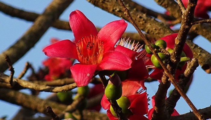 Hình ảnh hoa mộc miên đẹp nhất Hình ảnh hoa mộc miên đẹp nhất