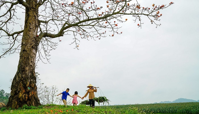 Những bài thơ, câu nói, status về hoa mộc miên hay nhất Những bài thơ, câu nói, status về hoa mộc miên hay nhất
