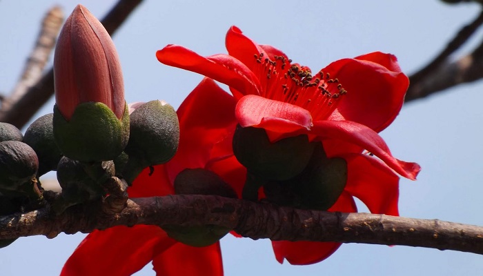 Hình ảnh hoa mộc miên đẹp nhất