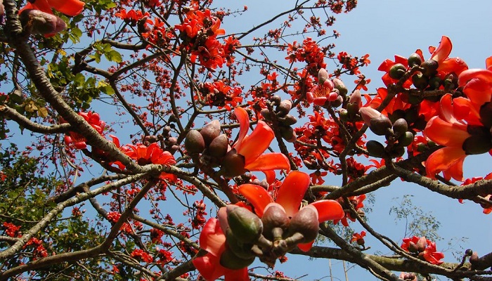 Hình ảnh hoa mộc miên đẹp nhất Hình ảnh hoa mộc miên đẹp nhất