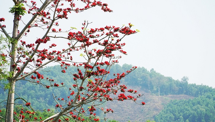 Hình ảnh hoa mộc miên đẹp nhất Hình ảnh hoa mộc miên đẹp nhất