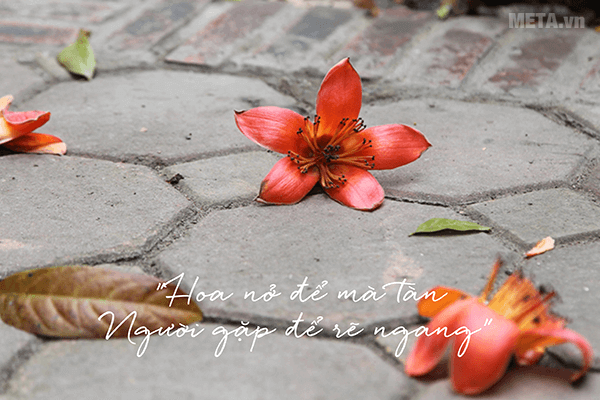 Ảnh hoa gạo tháng 3 với trích dẫn ý nghĩa