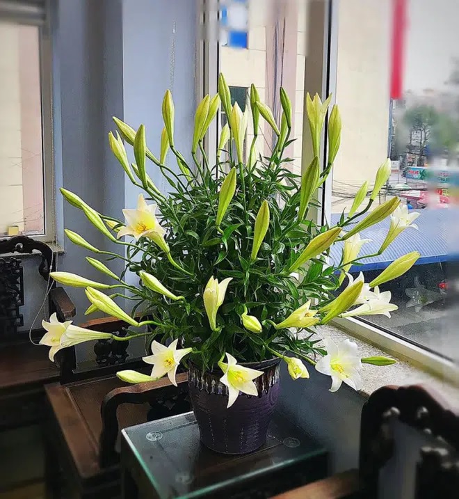 Cách cắm hoa bách hợp Cách cắm hoa bách hợp