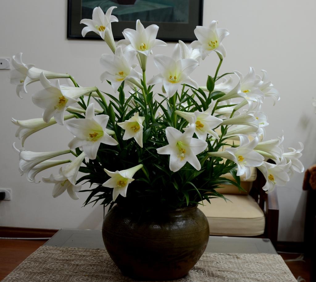 Cách cắm hoa bách hợp Cách cắm hoa bách hợp