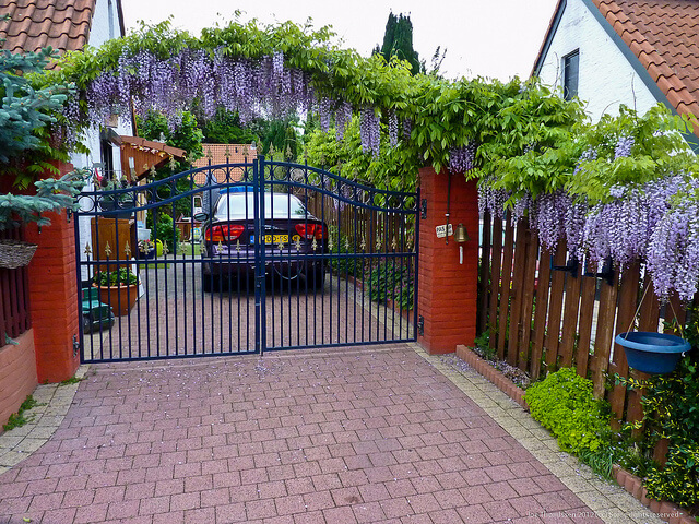 Tử đằng là cây gì?