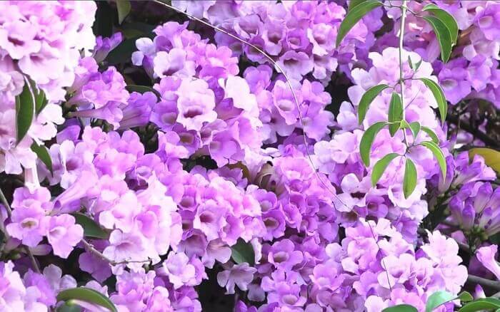 Hoa lan tỏi có ăn được không? Hoa lan tỏi có ăn được không?