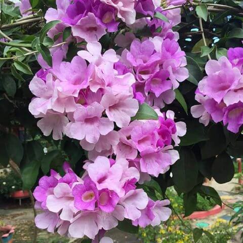 Hoa lan tỏi có ý nghĩa gì? Hoa lan tỏi có ý nghĩa gì?