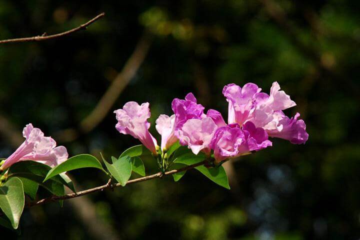 Hoa lan tỏi được sử dụng làm thuốc trong Đông y Hoa lan tỏi được sử dụng làm thuốc trong Đông y