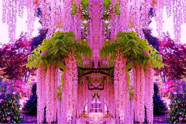 Hoa tử đằng Hoa tử đằng