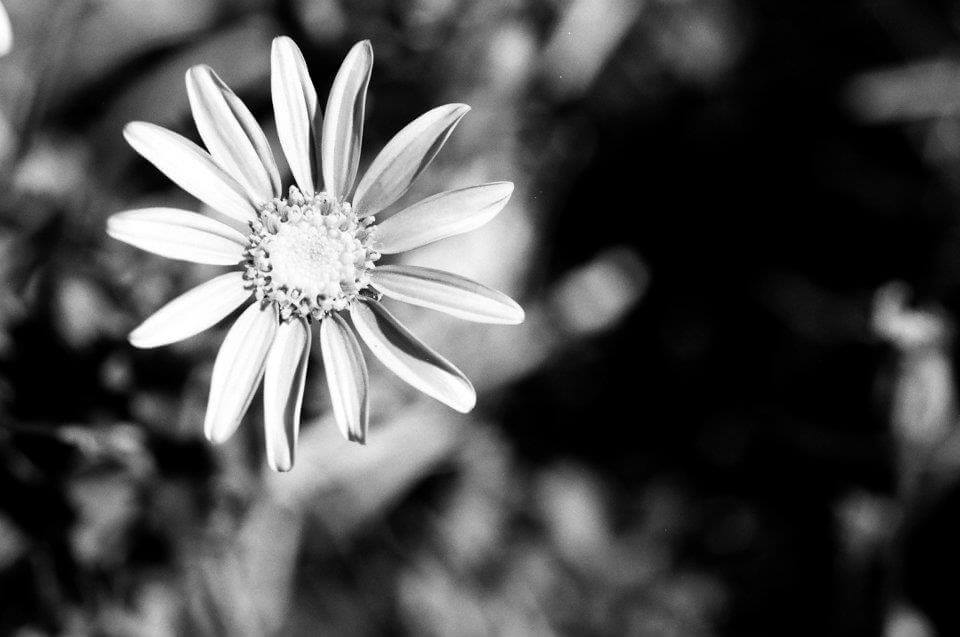 Avatar trắng đen Avatar trắng đen