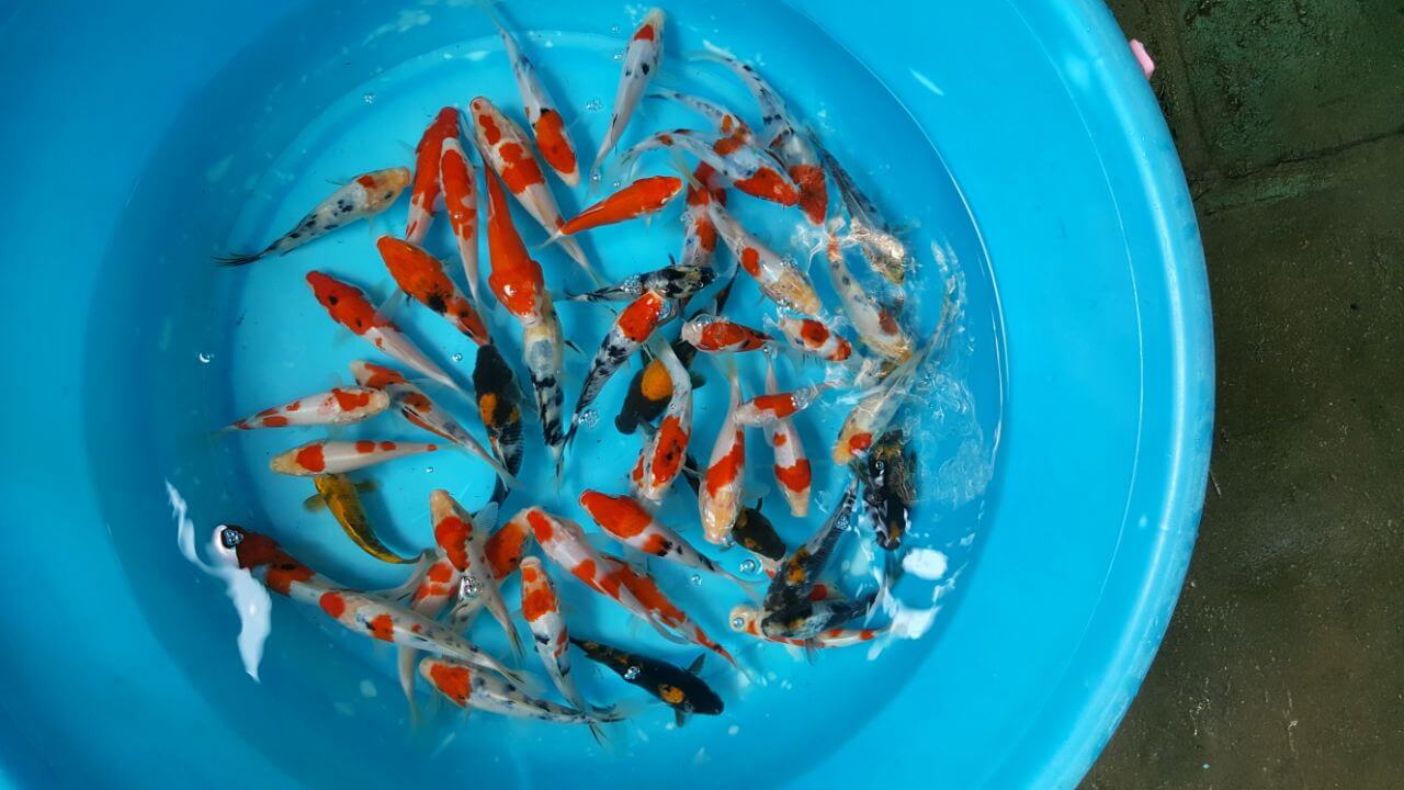 Cá koi mini Cá koi mini