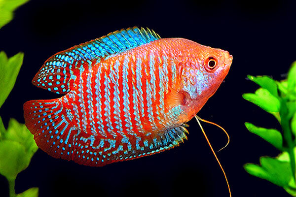 Cá sặc gấm Cá sặc gấm
