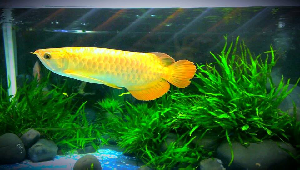 Các loại cá cảnh nuôi chung được với cá rồng