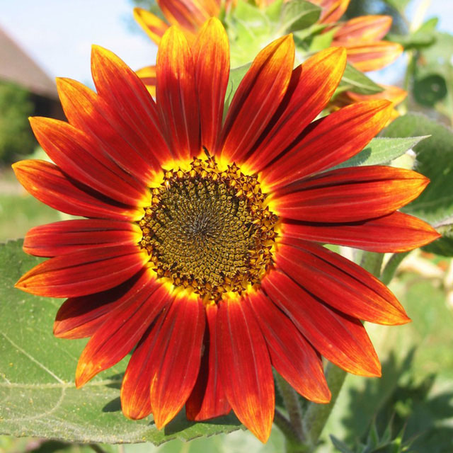 Hoa hướng dương cam đỏ Hoa hướng dương cam đỏ